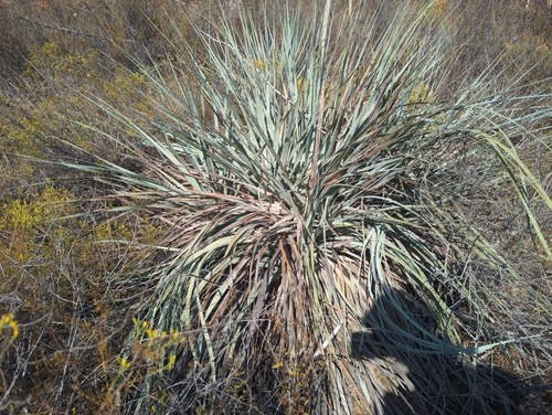 Nolina interrata