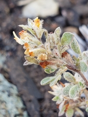 Acmispon brachycarpus