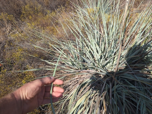 Nolina interrata