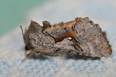 Syngrapha epigaea