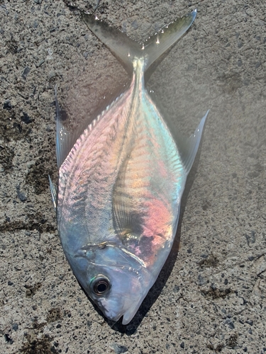 Longnose trevally (Carangoides chrysophrys) — Carangidae — 5