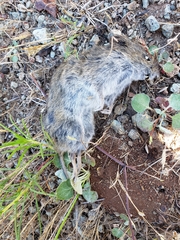 Microtus californicus