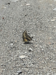 Papilio ornythion ornythion