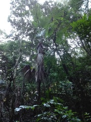 Trachycarpus