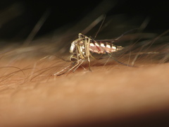 Ochlerotatus