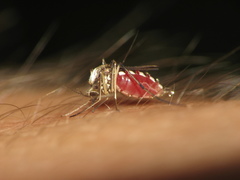 Ochlerotatus