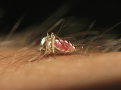 Ochlerotatus