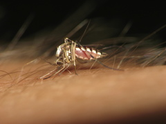 Ochlerotatus