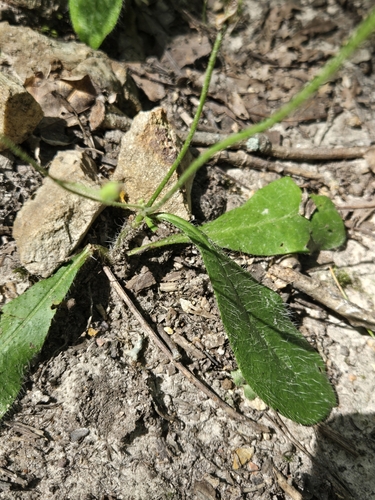 Image of Hieracium gronovii by (c) Edie, some rights reserved (CC BY)