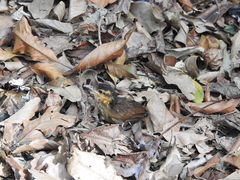 Automolus ochrolaemus