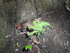 Automolus ochrolaemus