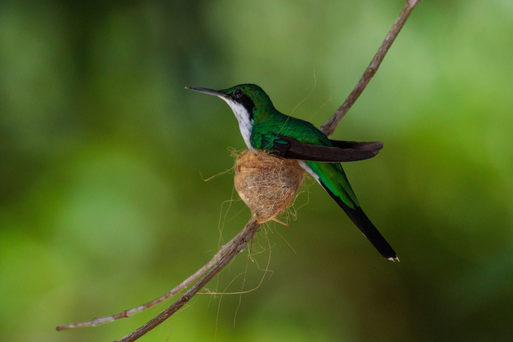 Black-eared Fairy (Heliothryx auritus), photo 3