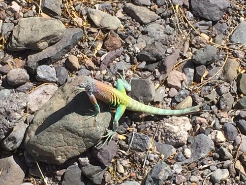 Greater Earless Lizard