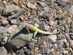 Greater Earless Lizard photo 5