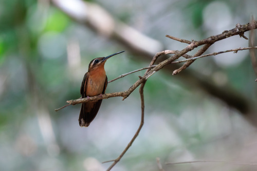 Hook-billed Hermit (Glaucis dohrnii)