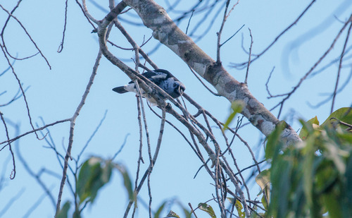 White-bellied Tanager (Tangara brasiliensis), photo 5