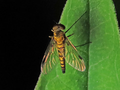 Chrysopilus splendidus