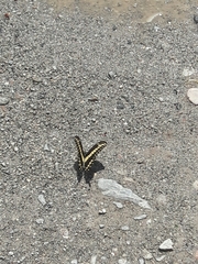 Papilio ornythion ornythion