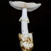 Amanita oberwinkleriana - Photo (c) chofungi, algunos derechos reservados (CC BY-NC)