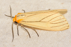 Spilosoma pelopea