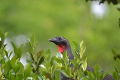 Penelope superciliaris