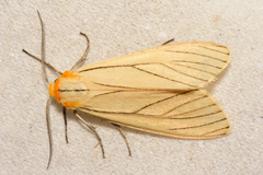 Spilosoma pelopea