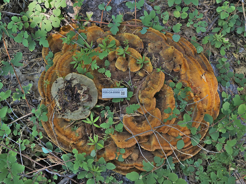 New World Dyer's Polypore