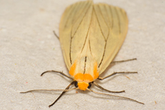 Spilosoma pelopea