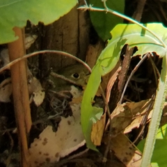 Empidonax difficilis