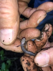 Plethodon electromorphus