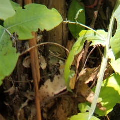 Empidonax difficilis