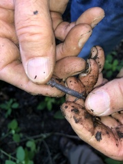 Plethodon electromorphus