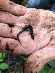 Plethodon electromorphus