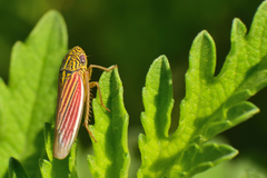 Apogonalia fraterna