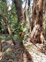 Empidonax difficilis