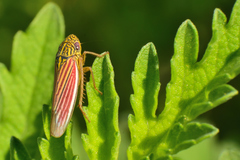 Apogonalia fraterna
