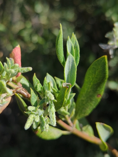 Image of Garrya veatchii by (c) Tom Field, some rights reserved (CC BY)