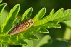 Apogonalia fraterna