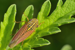 Apogonalia fraterna