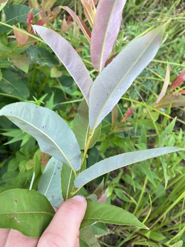 Image of Salix myricoides by no rights reserved
