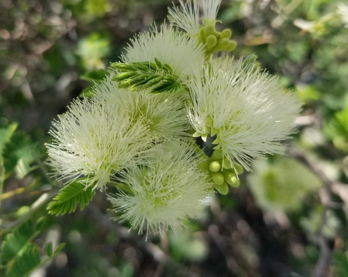 Image of Havardia pallens by (c) Nicole, some rights reserved (CC BY)