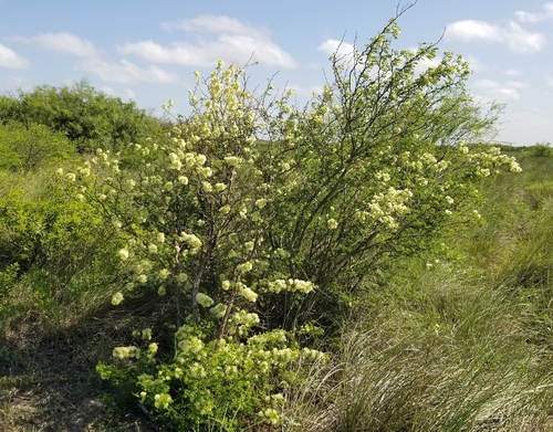 Image of Havardia pallens by (c) Nicole, some rights reserved (CC BY)