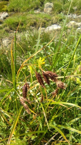 Ice sedge (Carex frigida)
