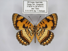 Byblia anvatara crameri