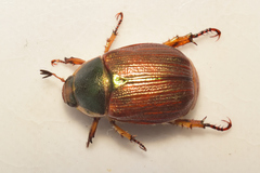 Xochicotlia micans