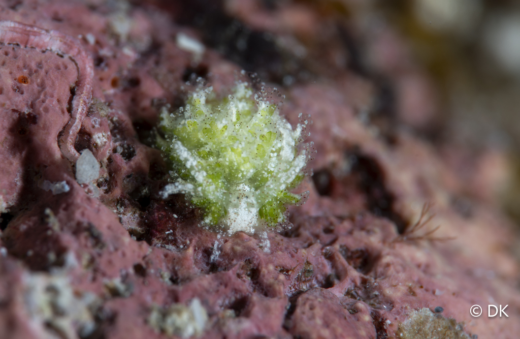 Mourgona germaineae