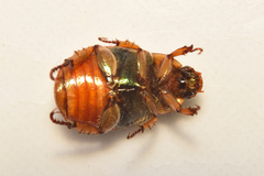 Xochicotlia micans