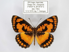 Byblia anvatara crameri