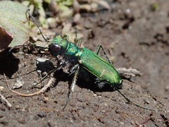 Cicindela tranquebarica sierra