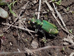 Cicindela tranquebarica sierra